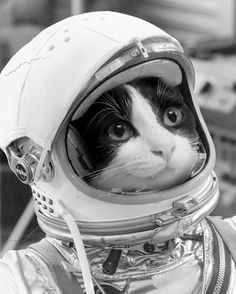 Rocket Meow