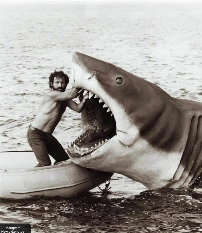 Shark Shark – Get out Now