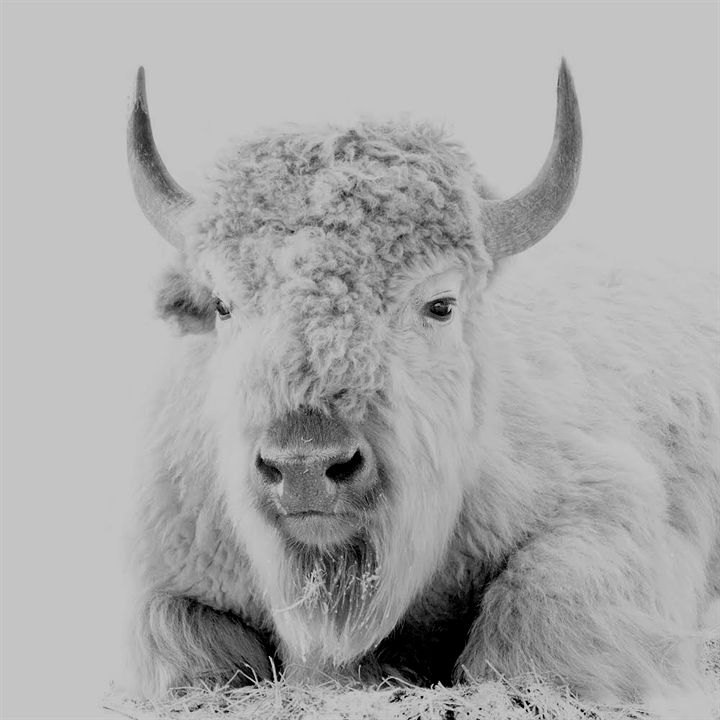White Buffalo