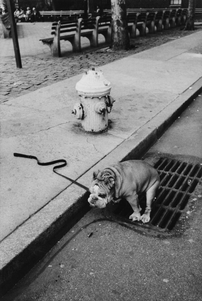 Dog Ownership