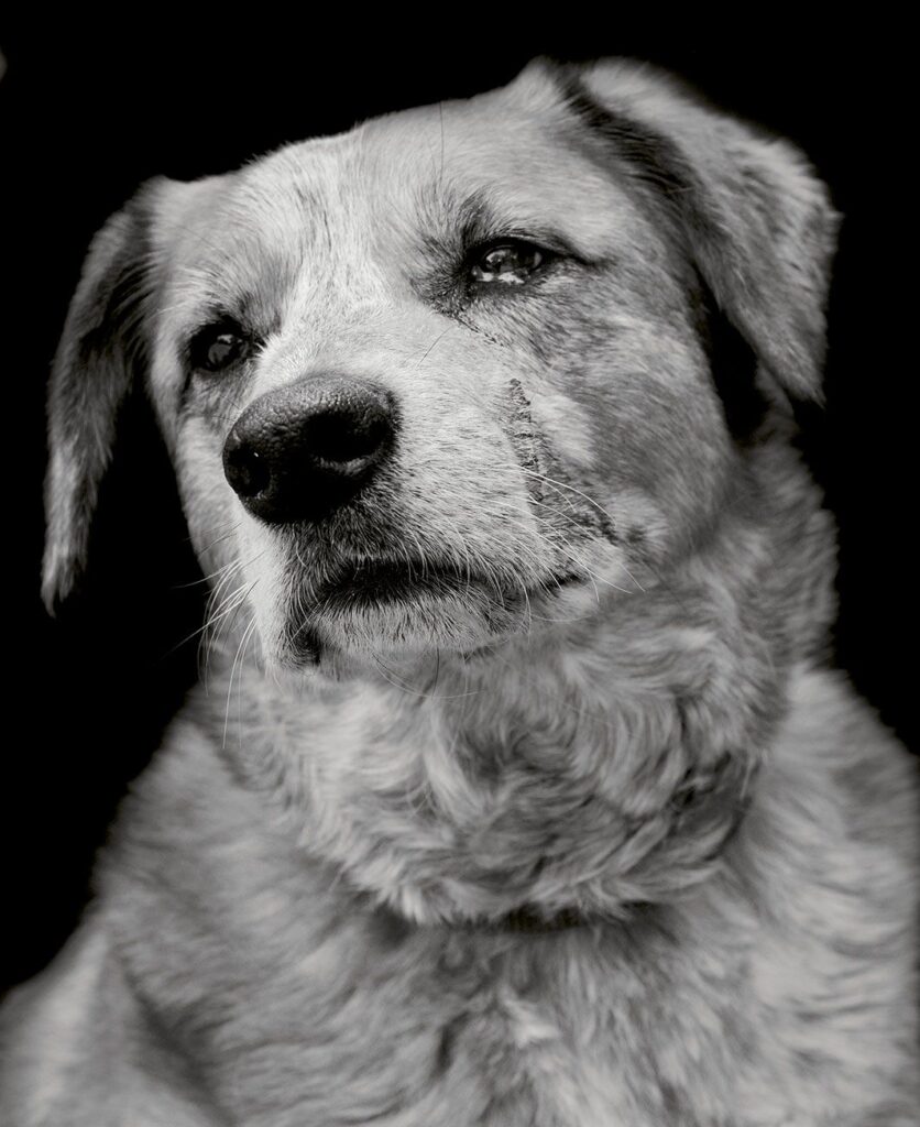 Dog Shelter to Pick From